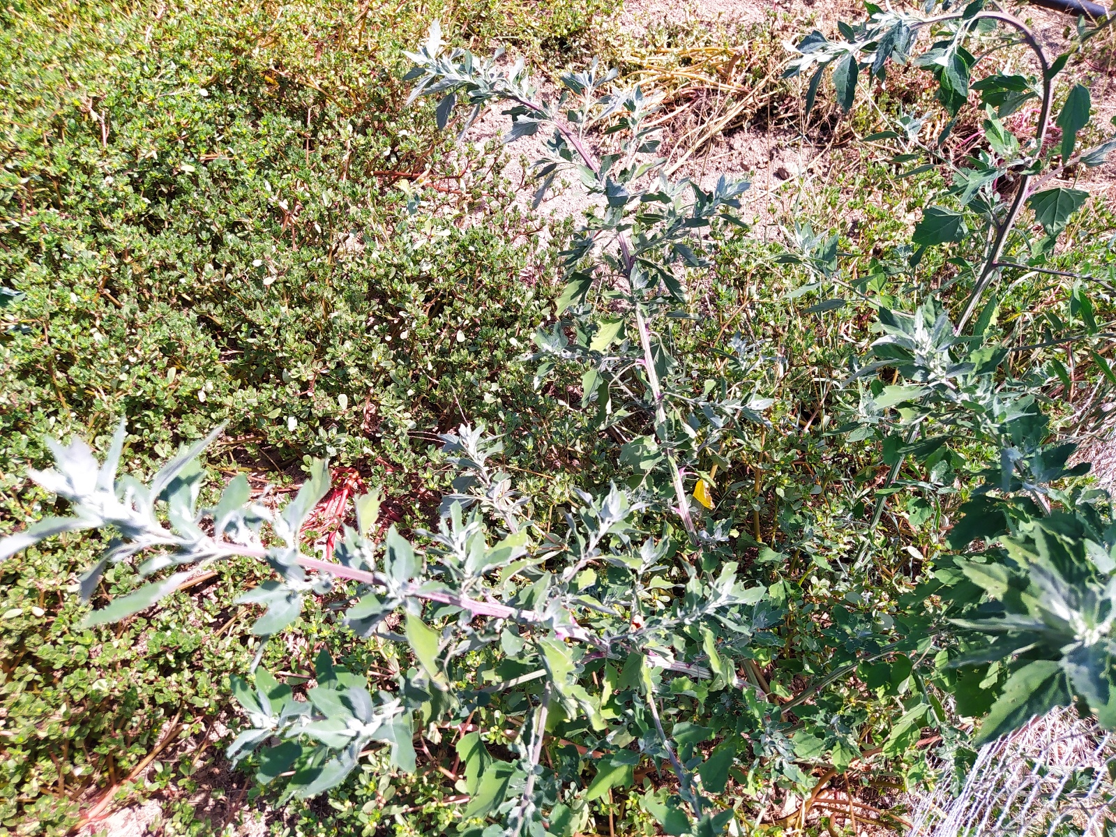 LUNITEPO_farinello-RID