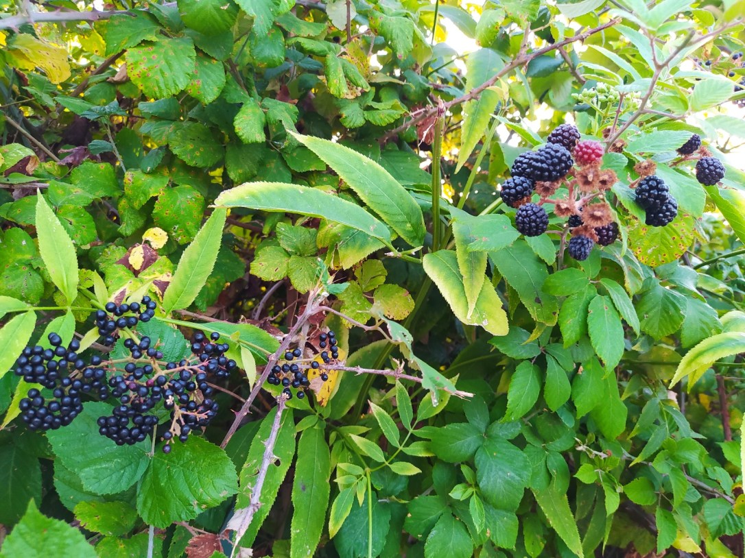 LUNITEPO_more-lebbio-RID