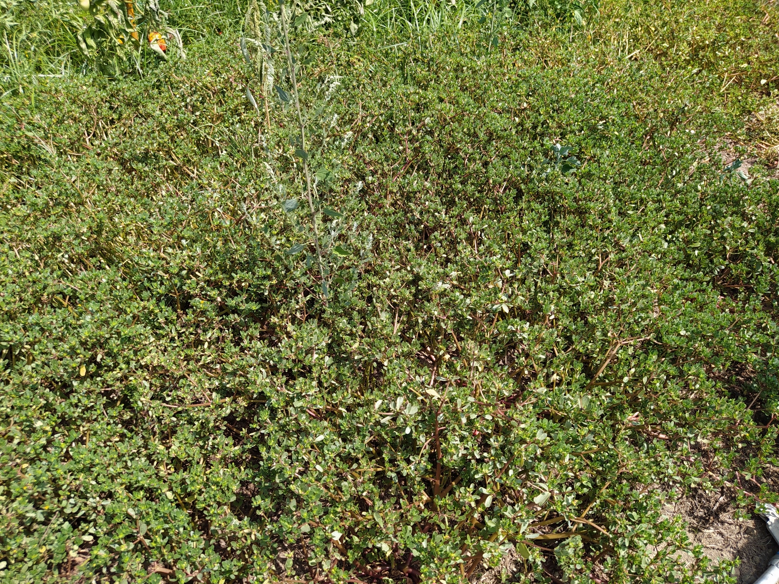 LUNITEPO_portulaca-RID